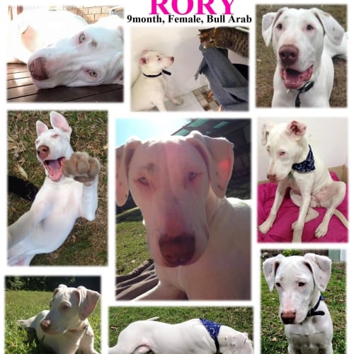 Rory