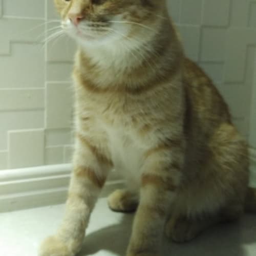 Sammy