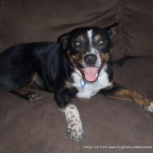 Domino ~ cattle dog x (On Trial 6/1/16)