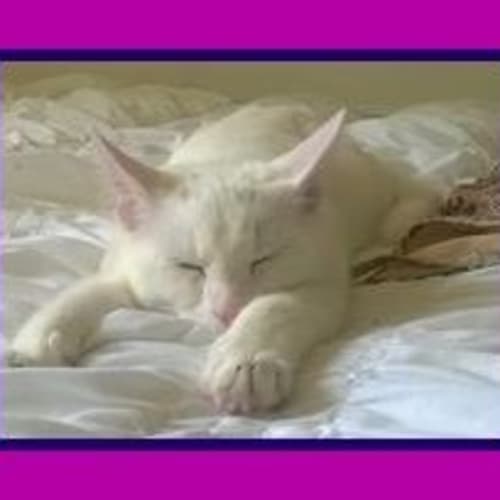 "Pixel" - Purrfect Match