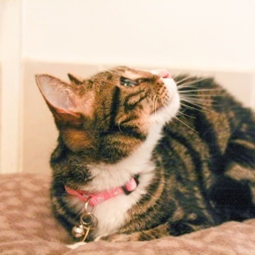 No photo for Sweets (C745) *Adopted*
