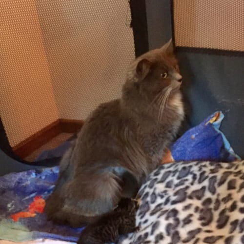 Willow reduced to $80