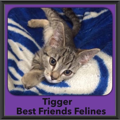 Tigger 