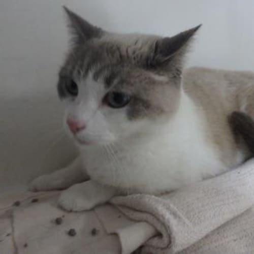Kimba