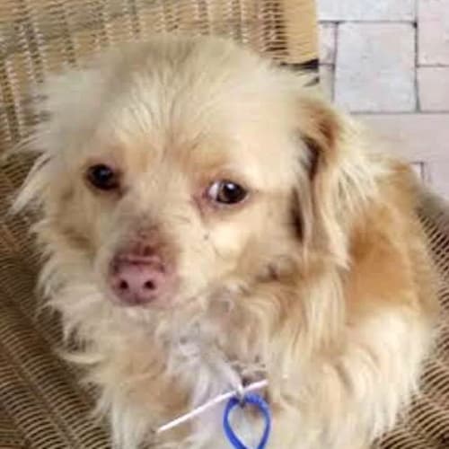 Collette ~ Chihuahua x Foxy (trial 11/10/15)