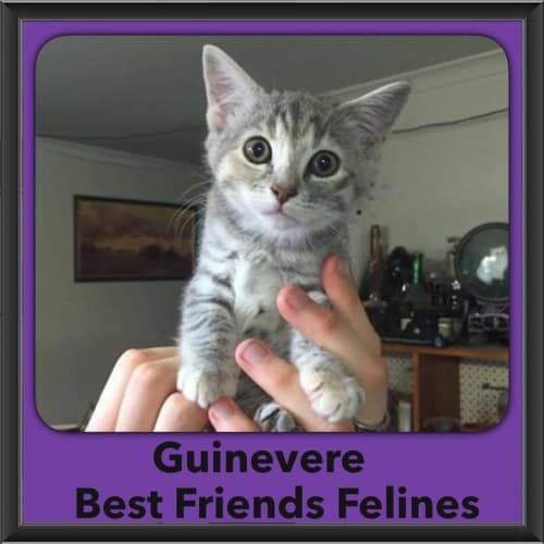 Guinevere