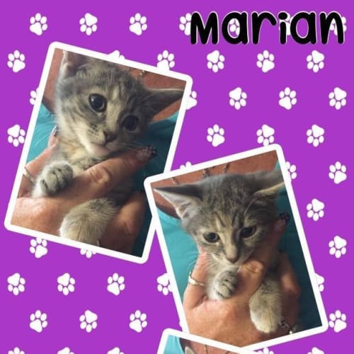 Marian 