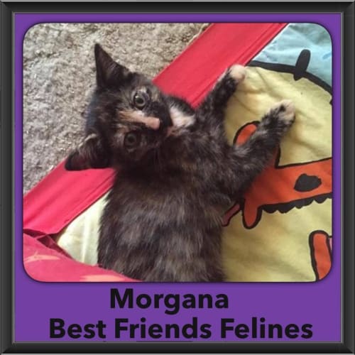 Morgana