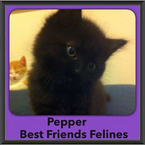 Pepper