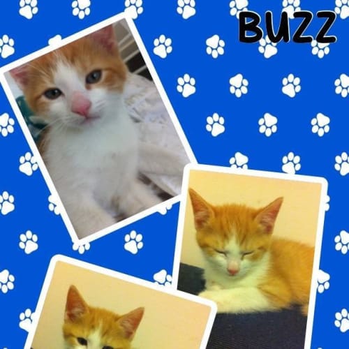 Buzz