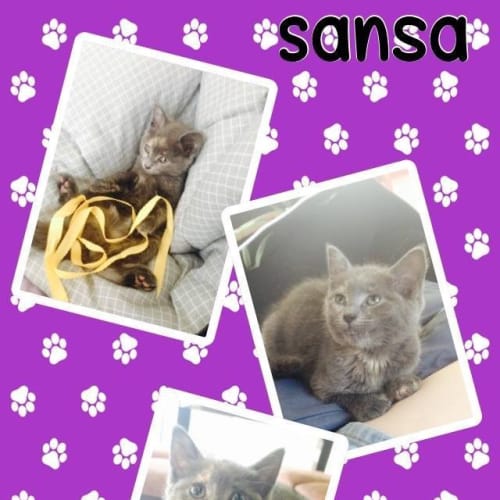 Sansa
