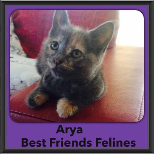 Arya 