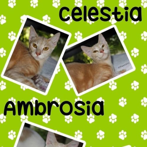 Ambrosia and Celestia 