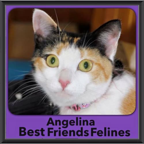 Angelina 
