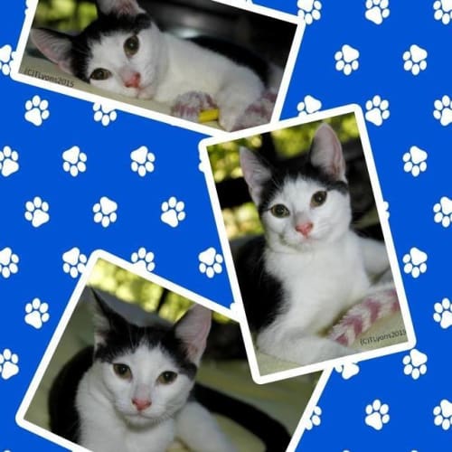 Angus 