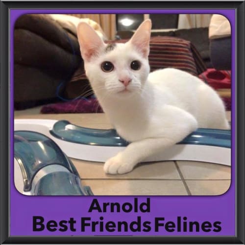 Arnold 