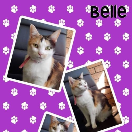 Belle 