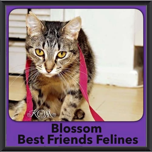 Blossom 