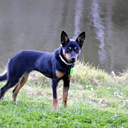 Bella