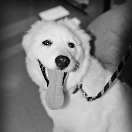 Lelo (Adoption pending) 