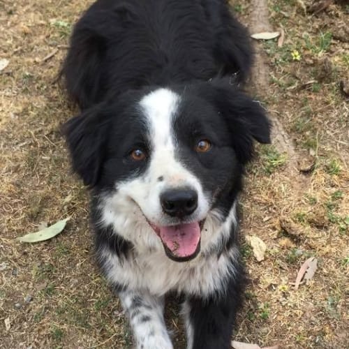 Maggie