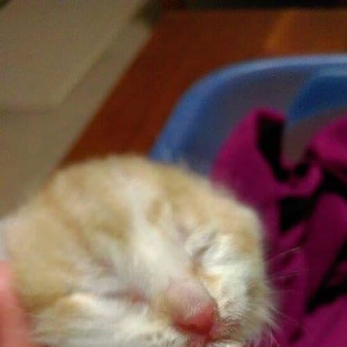 Sheldon