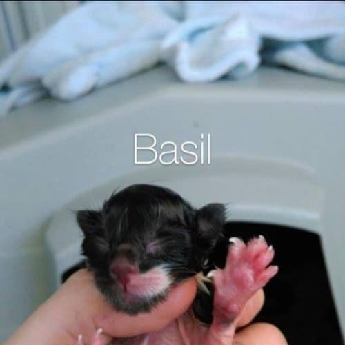 Basil