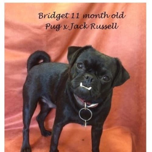 Bridget ~ Pug x Jack Russell (trial 18/10/15)