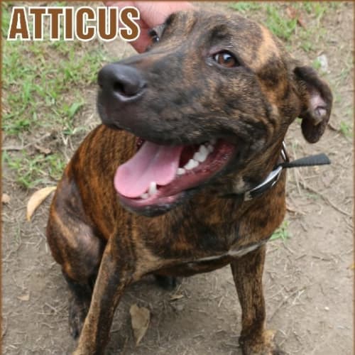 Atticus