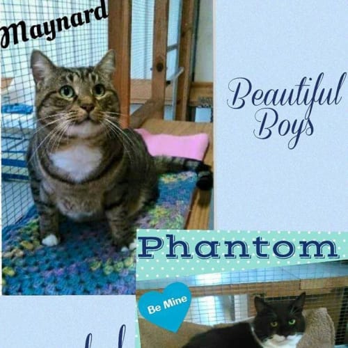 Maynard and Phantom