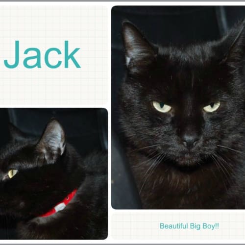 Jack