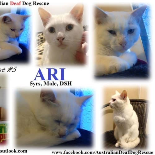 Ari
