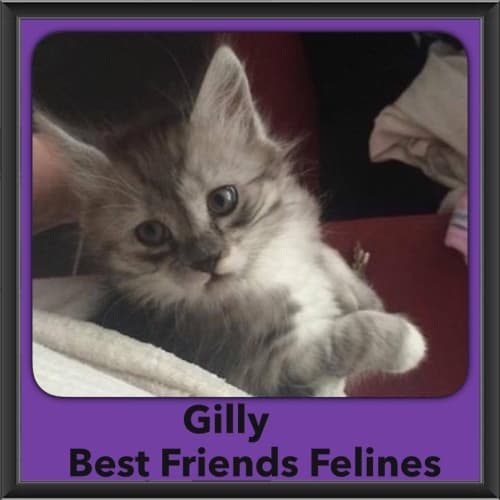 Gilly 