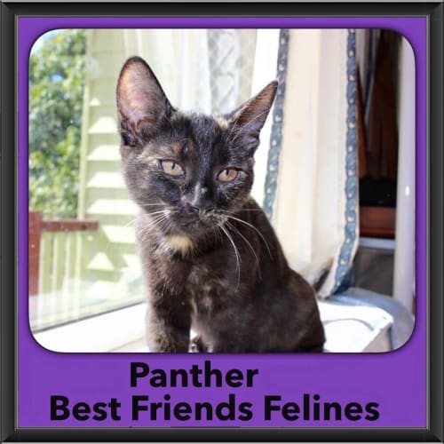 Panther 