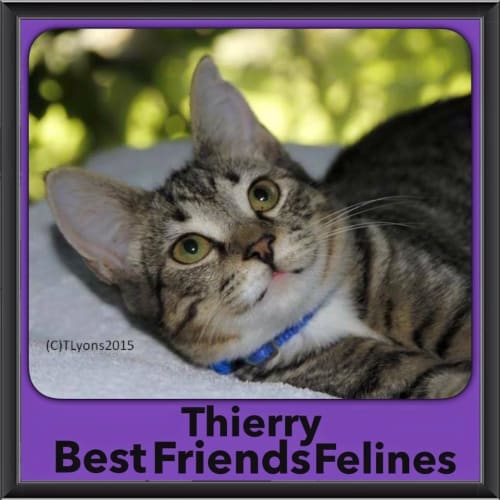 Thierry 