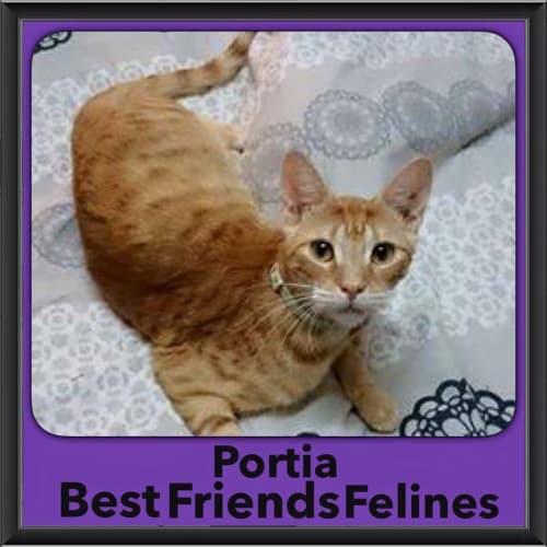 Portia