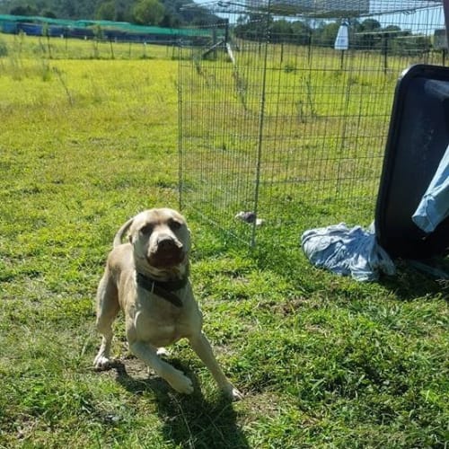 Harley (adoption pending)