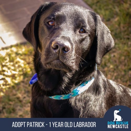 Patrick - 1 Year Old Labrador (Trial 2/9/23)
