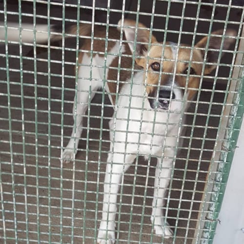 Milo (adoption pending)