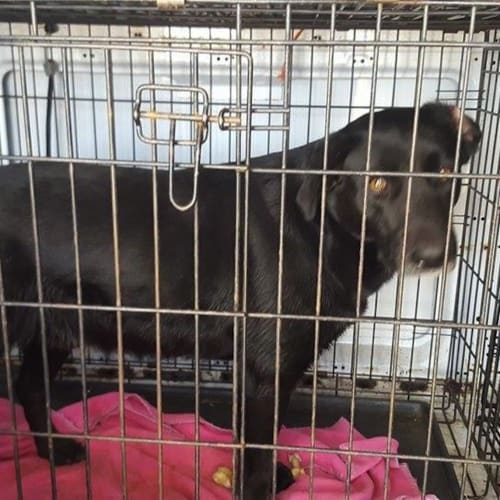 Deisel (adoption pending)