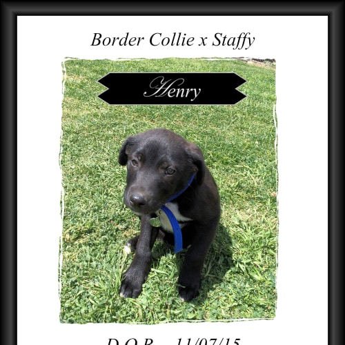 Henry ~ Border Collie x Staffy pup (trial 29/11/15