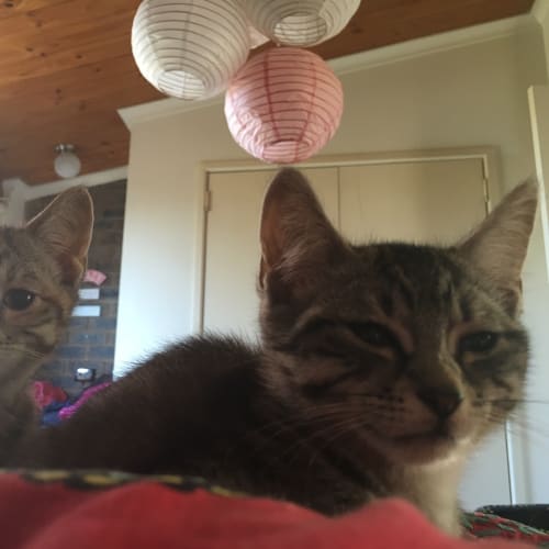 Citrine - Adoption Pending!