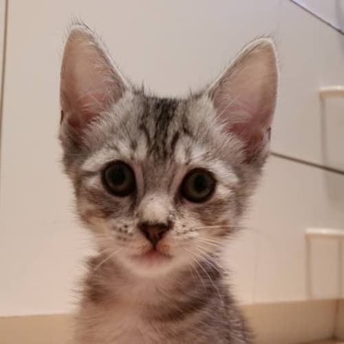 Poppy   Adoption Pending