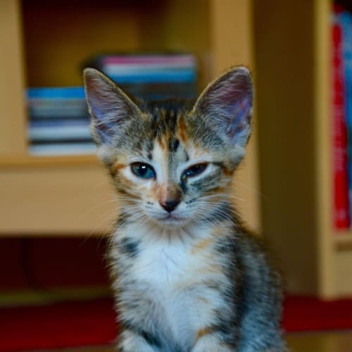Abigail (Bec43061) *Adopted*