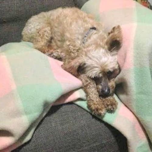 Mocha ~ Cavoodle (trial 9/11/15)