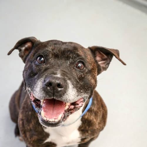 Boss & Lola (4272 & 4273)