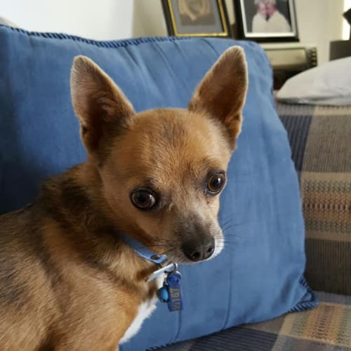 Billy   Adoption Pending