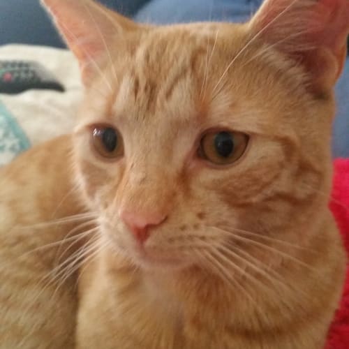 Nashi - Adoption Pending