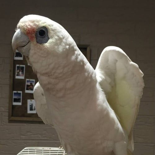 Joe - Short billed corella