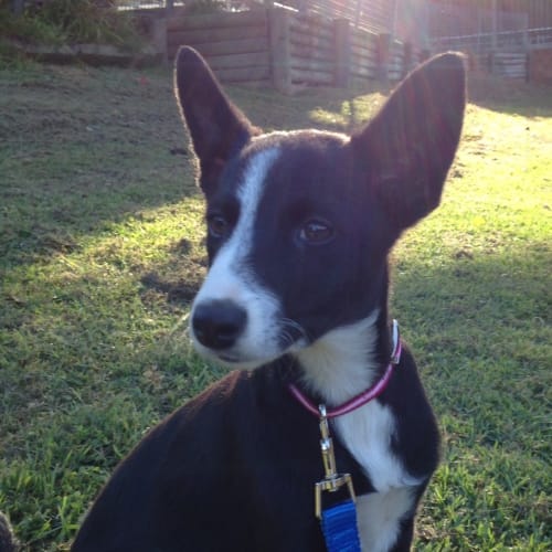 Cissie (Dog Friendly)
